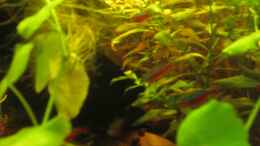 aquarium-von-suedamerikafreak-bk-en-el-camino-de-mato-grosso-a-rio-negro_Rote Neons im grünen (07.08.2012)