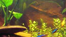 aquarium-von-suedamerikafreak-bk-en-el-camino-de-mato-grosso-a-rio-negro_Rote Neon´s (Paracheirodon axelrodi)