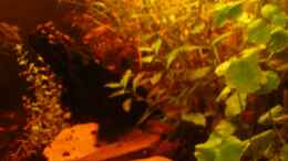 aquarium-von-suedamerikafreak-bk-en-el-camino-de-mato-grosso-a-rio-negro_Becken rechts komplett 07.06.2012