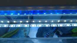 aquarium-von-lohmi-5-stone-edge_Die Beleuchtung: LED-Streifen