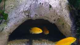 aquarium-von-yejo-yellow_Goldener Labidocromis