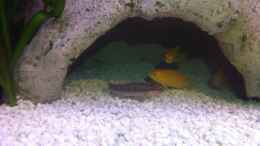 aquarium-von-yejo-yellow_Saugschmerle