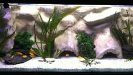 aquarium-von-yejo-yellow_Cichlidae