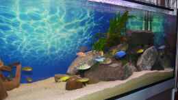 aquarium-von-bandit12-becken-malawi-eu_
