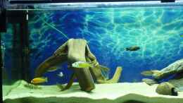 aquarium-von-bandit12-becken-malawi-eu_