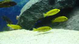 aquarium-von-bandit12-becken-malawi-eu_Yellows