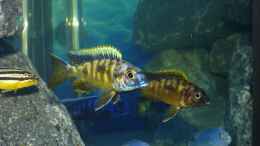 aquarium-von-bandit12-becken-malawi-eu_Black Orange Dorsal