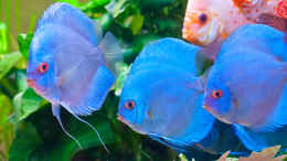 aquarium-von-propeller-garten-eden-in-krisatllklarem-wasser_3 Blue Diamonds