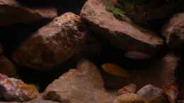 aquarium-von-herki-labidos-tank_Yellow