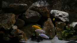 Foto mit Labidochromis chisumulae m. im Vordergrund