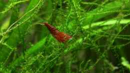 aquarium-von-springer-red-fire-home_Red-Fire Garnele