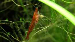aquarium-von-springer-red-fire-home_Red-Fire Garnele beim Fressen