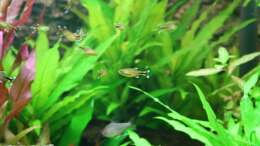 Foto mit Kupfer-Salmler Foto mit Kupfer-Salmler