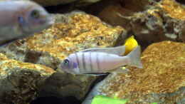aquarium-von-jochen-steger-becken-2266_Cynotilapia sp. Gallireya reef M??NNCHEN
