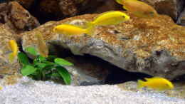 aquarium-von-jochen-steger-becken-2266_Yellows und MembeDeep WEIBCHEN