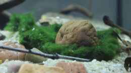 aquarium-von-falk-matano-lake_ein detail, die Alge wächst um den Stein
