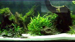 aquarium-von-oliver-bartels-becken-22672_Regenbogenfische 650 Liter