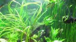aquarium-von-jan16-jans-blaupunktbuntbarsch-pflanzenbecken_Wenn die Strömungspumpe an ist, schwimmen die Rüsselbarben