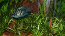 aquarium-von-jan16-jans-blaupunktbuntbarsch-pflanzenbecken_BPBB Männchen mit Nachwuchs