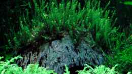 Aquarium einrichten mit Triangelmoos auf Kokosnusshöhle