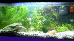 aquarium-von-julia-kerz-becken-2268_So schauts aus, mein erstes eigenes Becken