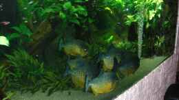 aquarium-von-o-m--pirayabecken_