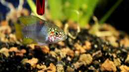 aquarium-von-die-perle----rio-formoso_borelli Männchen