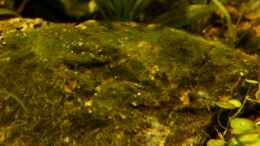 aquarium-von-die-perle----rio-formoso_Algenaufwuchs auf einem Stein