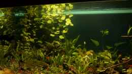 aquarium-von-die-perle----rio-formoso_linke Beckenseite