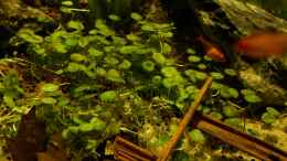 Aquarium einrichten mit Hydrocotyle verticillata