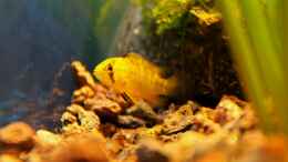aquarium-von-die-perle----rio-formoso_meine quietsche gelbe borelli Dame
