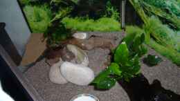 aquarium-von-sunnyboy-72-becken-22708_Flusssteine und kleine Wurzel bepflanzt
