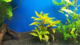 Aquarium einrichten mit Ludwigia glandulosa perennis