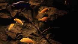 aquarium-von-florian-bandhauer-afrikas-lake-malawi_Labidochromis caeruelus Kakusa an den ??sten