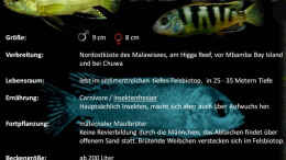 aquarium-von-florian-bandhauer-afrikas-lake-malawi_Artentafel zu Labidochromis sp. perlmutt