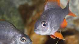 aquarium-von-florian-bandhauer-afrikas-lake-malawi_Die Kadango Weibchen bleiben im Becken für den Protomelas