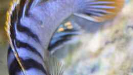 aquarium-von-florian-bandhauer-afrikas-lake-malawi_Labidochromis Red Top Mbamba Bay
