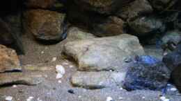 aquarium-von-florian-bandhauer-afrikas-lake-malawi_Flache Module im Sand eingelassen bieten über 160 cm Verste