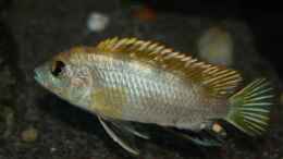 aquarium-von-florian-bandhauer-afrikas-lake-malawi_Labidochromis sp. perlmutt (Männchen im Balzkleid)
