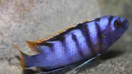 aquarium-von-florian-bandhauer-afrikas-lake-malawi_Labidochromis Red Top Mbamba Bay