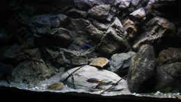 aquarium-von-florian-bandhauer-afrikas-lake-malawi_Hier ein Bild wo nur die linke Sunaeco grade hochfährt, rec