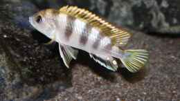 Foto mit Eindrücke der Labidochromis sp. perlmutt