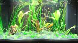 aquarium-von-fabian-s--juwel-rio-125_Direkt nach dem Neueinrichten der Pflanzen