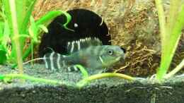 aquarium-von-fabian-s--juwel-rio-125_Weibchen