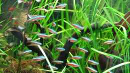 aquarium-von-fabian-s--juwel-rio-125_Roter Neon