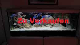 aquarium-von-sternenseetraeumer-zu-verkaufen-open-free-territory_Aquarium Hauptansicht von ZU VERKAUFEN OPEN FREE TERRITORY