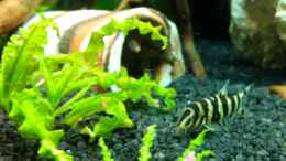 Aquarium einrichten mit Zebrastreifenschmerle/Burmesische Prachtschmerle
