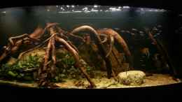 aquarium-von-julien-preuss-riverside-of-rio-negro_