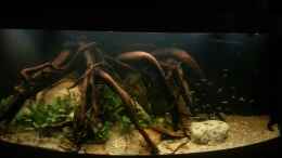 aquarium-von-julien-preuss-riverside-of-rio-negro_