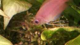 aquarium-von-sleazerocker-authentic-jungle_Trichogaster chuna (Männchen) - April 2012
